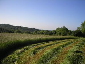Freshly cut grass in rows in a Derbyshire field